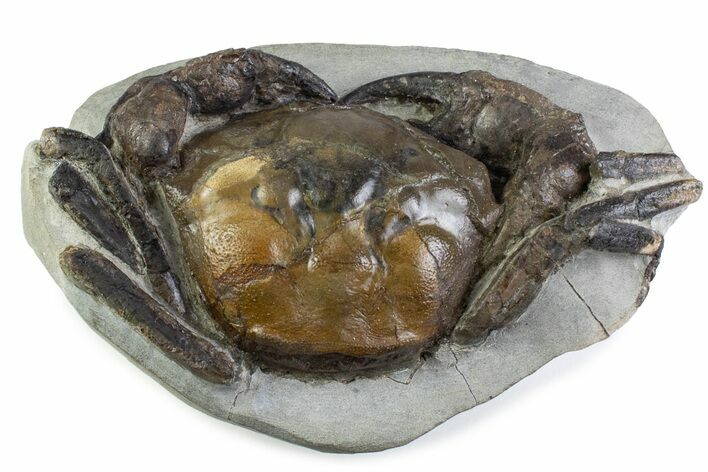 Spectacular Fossil Crab (Pulalius) - Washington State #375374